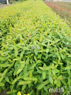 高度50厘米金丝桃小苗