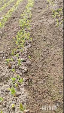 高度25厘米樱花小苗