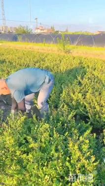 高度40厘米滨柃