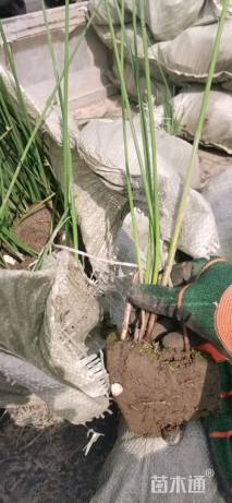 高度50厘米水葱