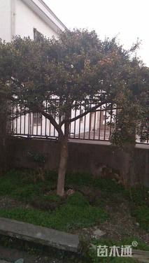 高度350厘米黄杨