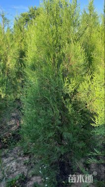 高度180厘米侧柏
