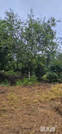 15公分金丝垂柳