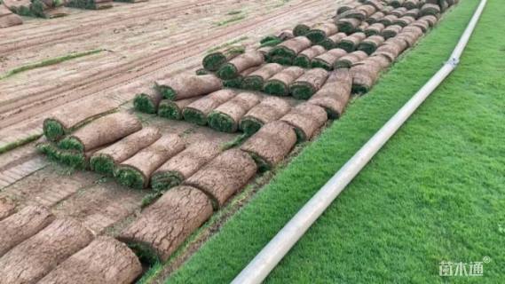 草卷状百慕大草