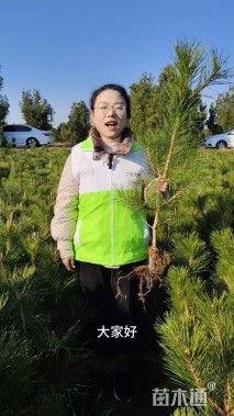 高度80厘米黑松