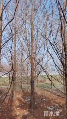 10公分水杉