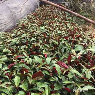 高度25厘米红背桂