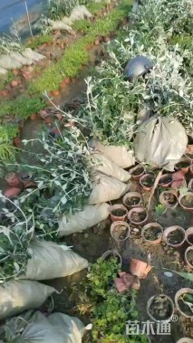 高度30厘米灌从石蚕