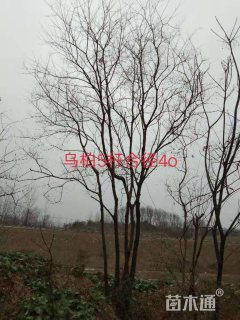 40公分丛生乌桕