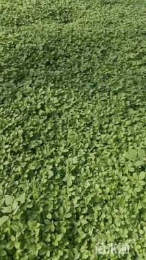 高度15厘米醉蝶花