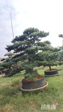 10公分造型五针松