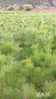 高度200厘米油松