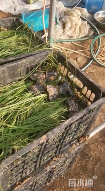 高度50厘米拂子茅