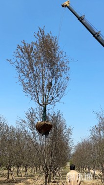 15公分丰盛海棠