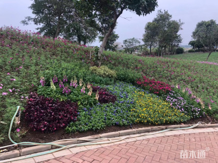 高度40厘米马鞭草