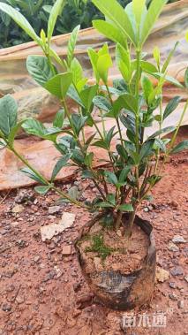 高度30厘米栀子花