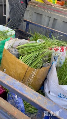 高度30厘米金叶石菖蒲