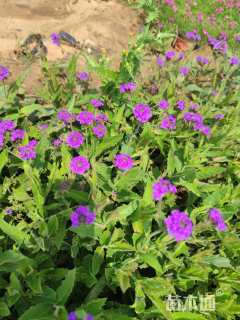 高度20厘米马鞭草