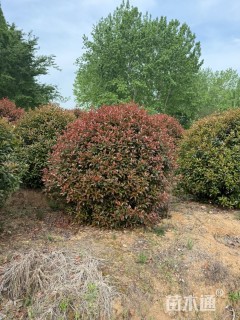 10公分红叶石楠