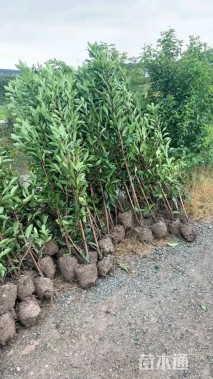 高度100厘米法国冬青