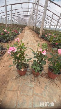 高度20厘米月季