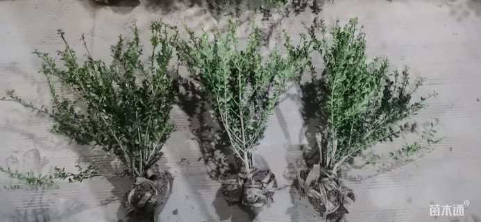 高度30厘米龟甲冬青