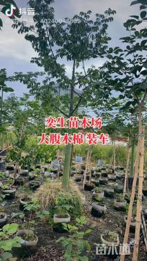 10公分大腹木棉