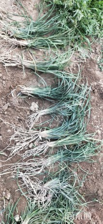 高度20厘米细叶麦冬草