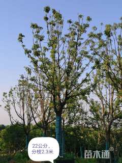 18公分香樟