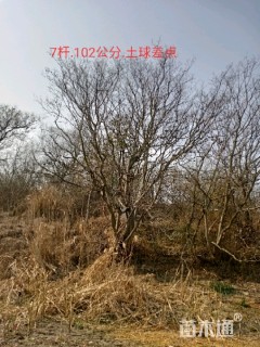 102公分朴树