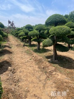 15公分对节白蜡