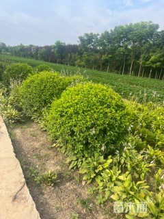 冠幅150厘米金禾女贞球