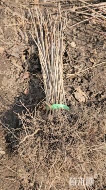 高度10厘米蓝叶忍冬