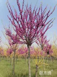 高度2500厘米紫荆