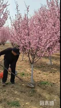 高度320厘米蜡梅