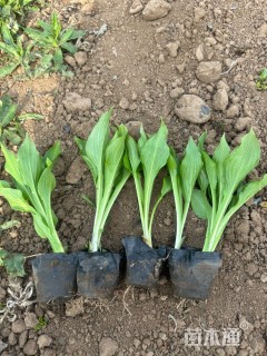 高度15厘米紫花玉簪