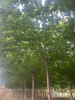 12公分金叶复叶槭