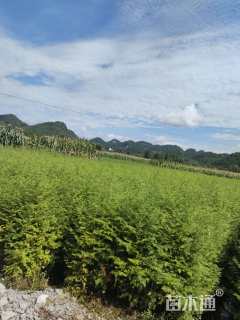 高度30厘米水杉小苗