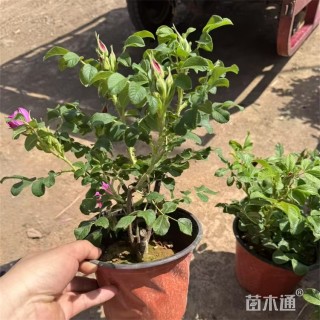 高度65厘米四季玫瑰