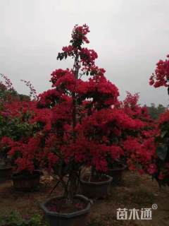 高度50厘米三角梅