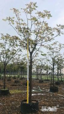 12公分麻楝