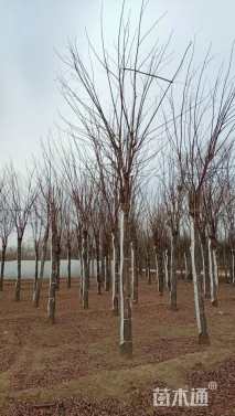 18公分红花洋槐