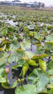 高度30厘米睡莲