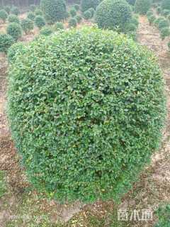 冠幅50厘米红叶石楠球