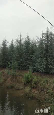 高度4000厘米雪松