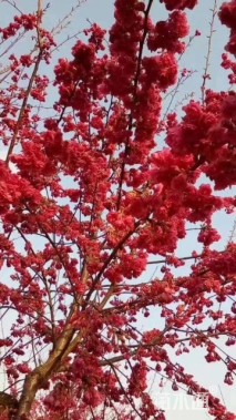10公分樱花