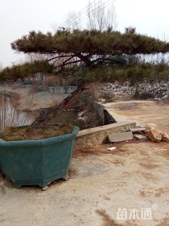 300厘米造型油松