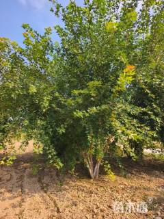 高度500厘米丛生元宝枫