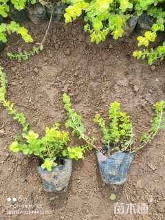 高度20厘米金叶过路黄