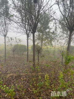 12公分暴马丁香